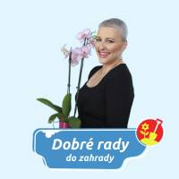 https://dev.abradio.cz/media/default/0001/01/thumb_607_default_w200.jpg